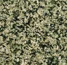 Desert Green